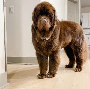 10 Best Dogs For Special Needs Children (Breeds Recommended by Behaviorist) 8 Newfoundland
