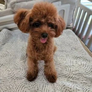 10 Best Dogs For Special Needs Children (Breeds Recommended by Behaviorist) 6 Poodle