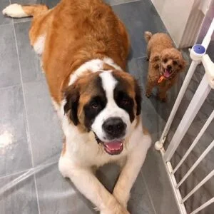 10 Best Dogs For Special Needs Children (Breeds Recommended by Behaviorist) 4 Saint Bernard