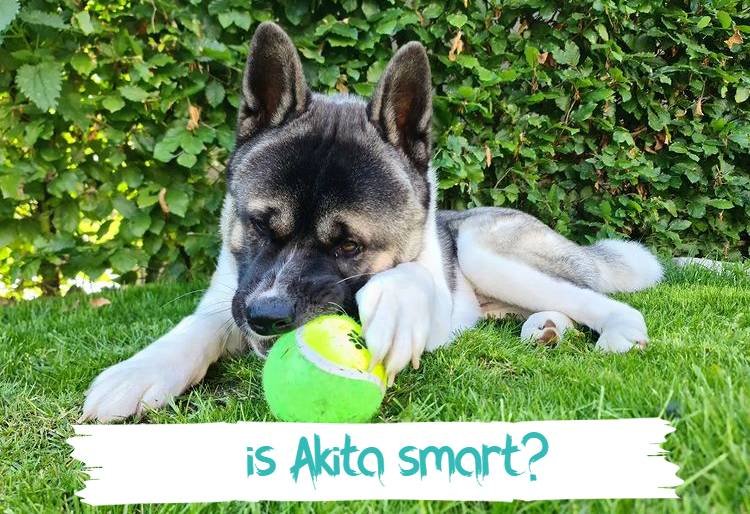 Akita Intelligence: How Smart Are These Dogs? Let's Find Out!