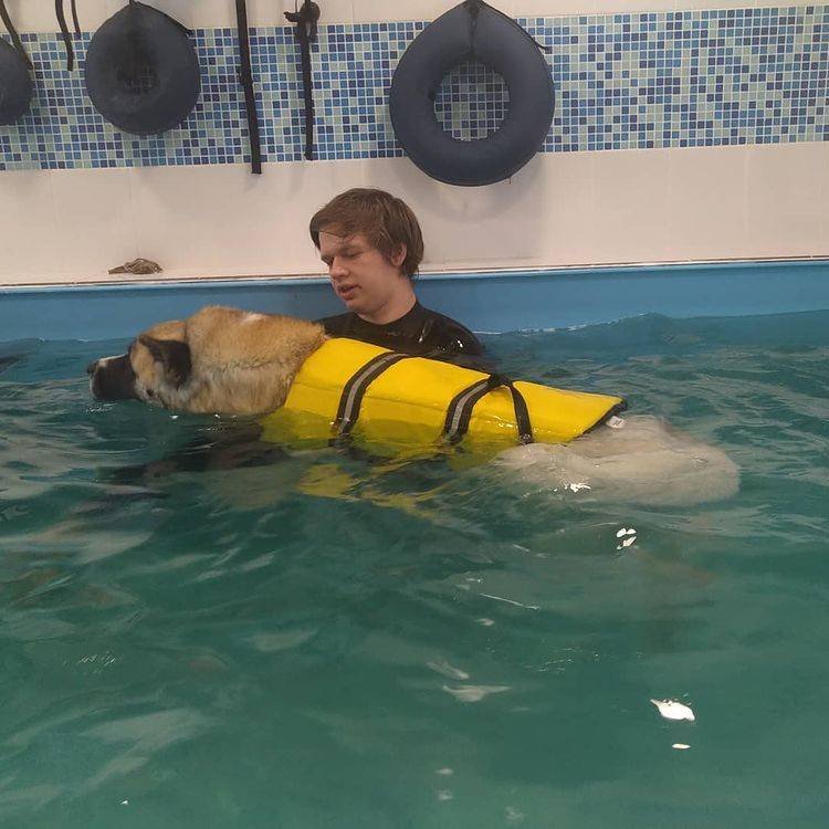 Do Akitas Like Water? 10 Tips To Make Akita Like Swimming