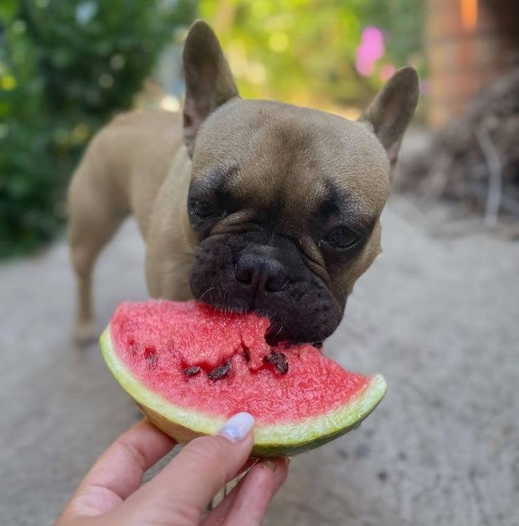 home-remedies-for-dog-who-ate-chicken-bones-don-t-panic