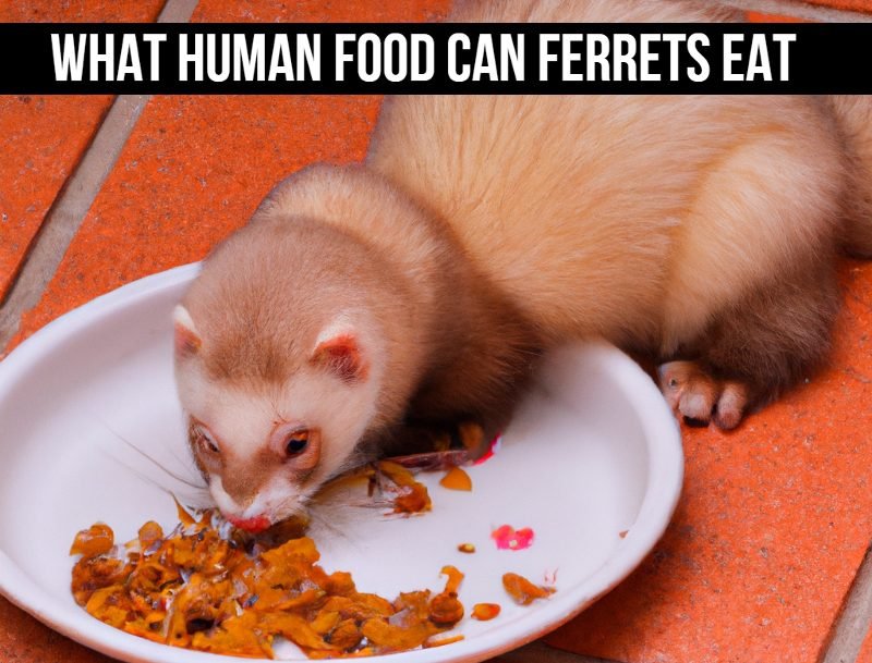 what-human-food-can-ferrets-eat-top-10-safe-home-foods