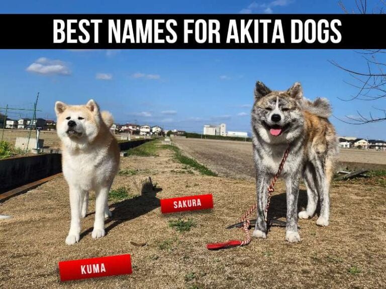 Best Names for Akita Dogs (Pick the Perfect One!)