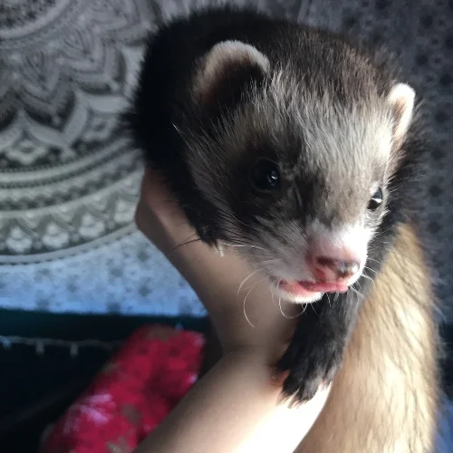 Why Does My Ferret Lick Me? 2 Enjoy the taste of human skin