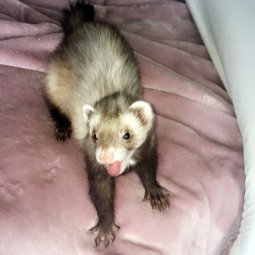 Why Does My Ferret Lick Me? 3 Excited