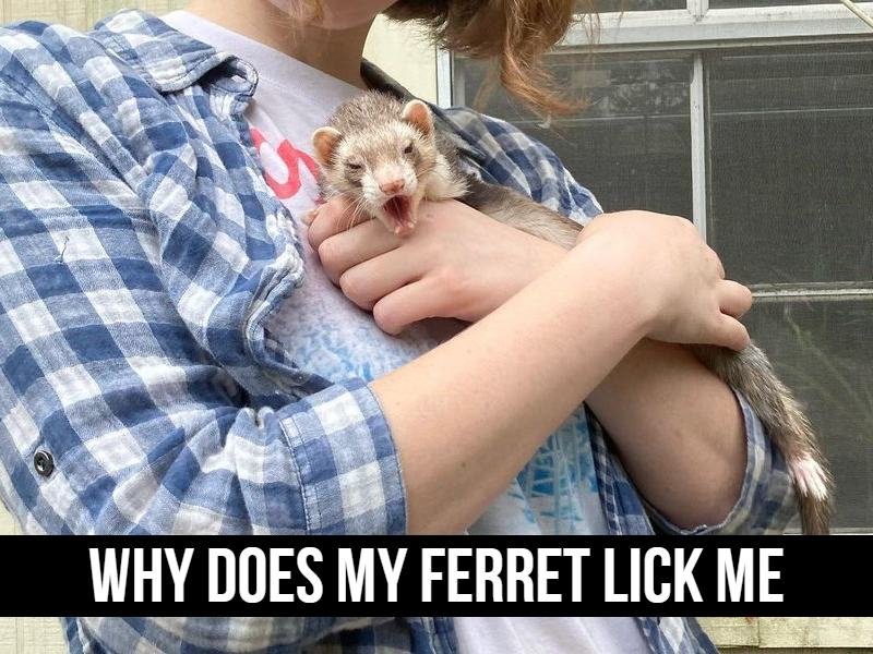 Why Does My Ferret Lick Me? 1 Why does my ferret lick me