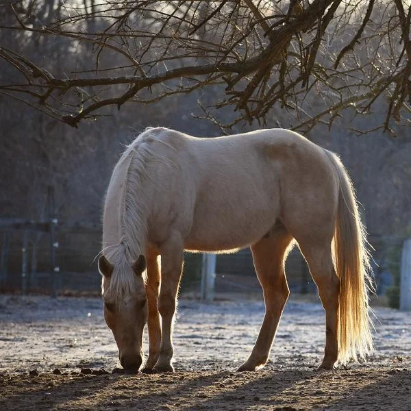 30 Female Tan Horse Names 