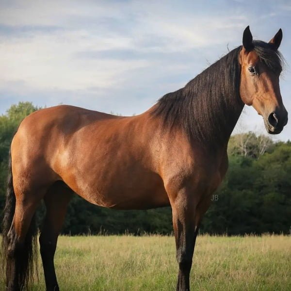 30 Icelandic Male Horse Names