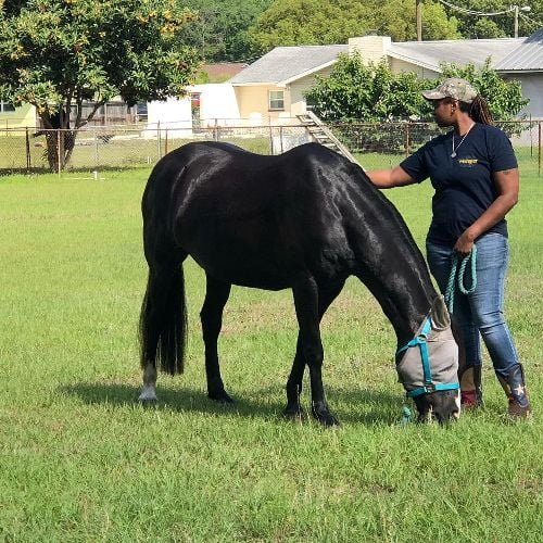 Black mustang horse names