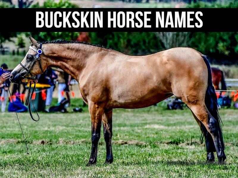 150-buckskin-horse-names-western-inspired-ideas