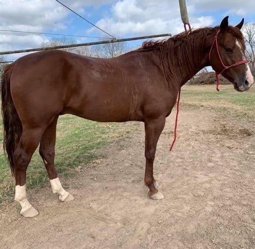 ranch-horse-names-140-inspiring-and-meaningful-choices