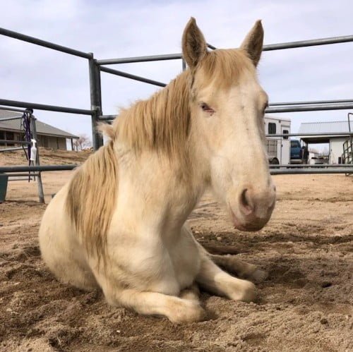Female mustang horse names