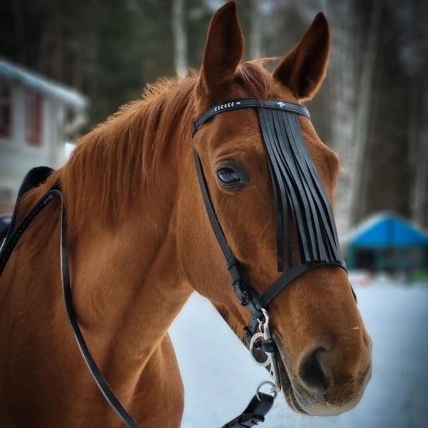 List 30 Icelandic Female Horse Names