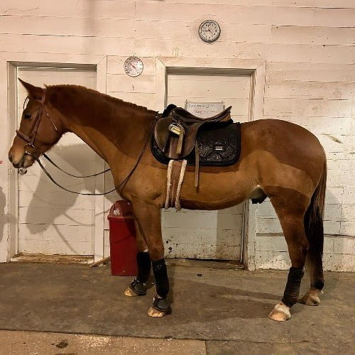 Male Mustang Horse Names