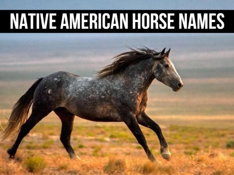 Native American Horse Names Female