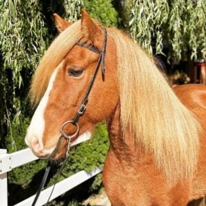 The Ultimate List of Red Horse Names [From Scarlet to Rust]