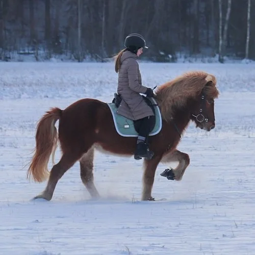 Red chestnut horse