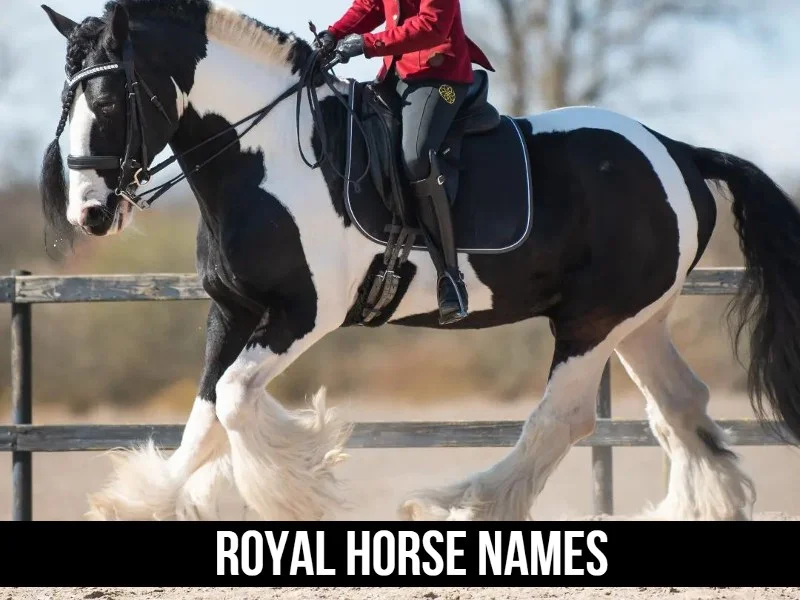 Royal Horse Names