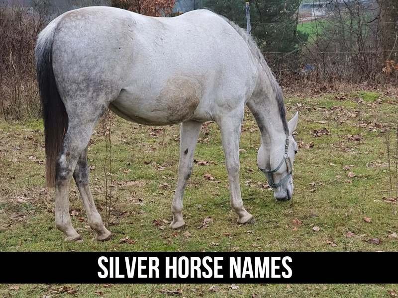 Silver Horse Names