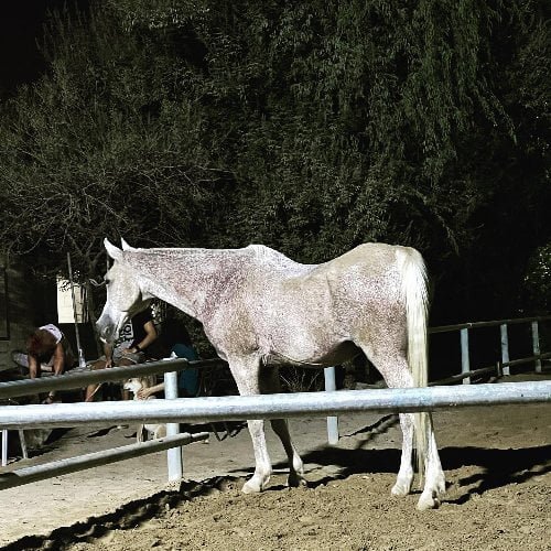 Silver brumby horse