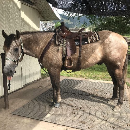 ranch-horse-names-140-inspiring-and-meaningful-choices