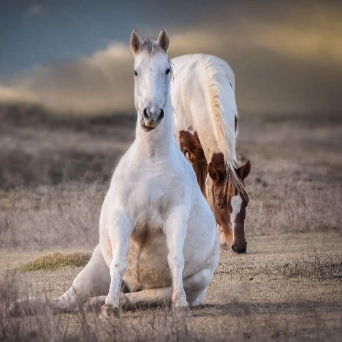 Wild mustang horse names