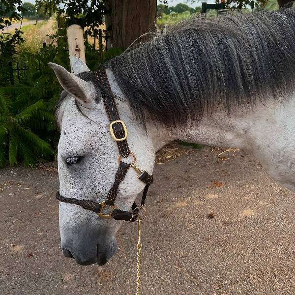 Grey Horse Names 250 Unique Ideas To Get Inspired   Famous Grey Horse Names 