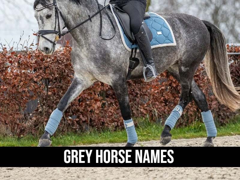 Grey Horse Names 250 Unique Ideas To Get Inspired   Grey Horse Names 