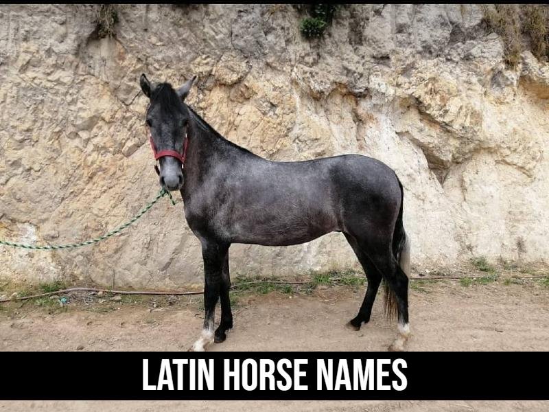 Latin Horse Names
