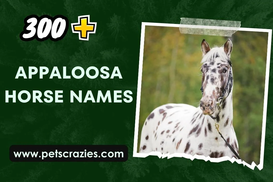 Appaloosa Horse Names (300+ Creative Suggestions) 1 Appaloosa Horse Names