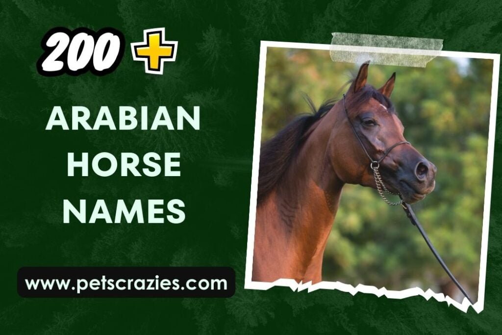 200+ Arabian Horse Names (Symphony of Culture and Grace)