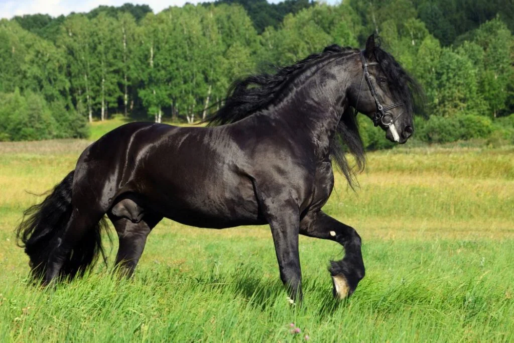 Black Arabian Horse Names Male 