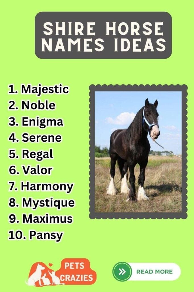 350+ Shire Horse Names (Unleash Your Horse's Personality)