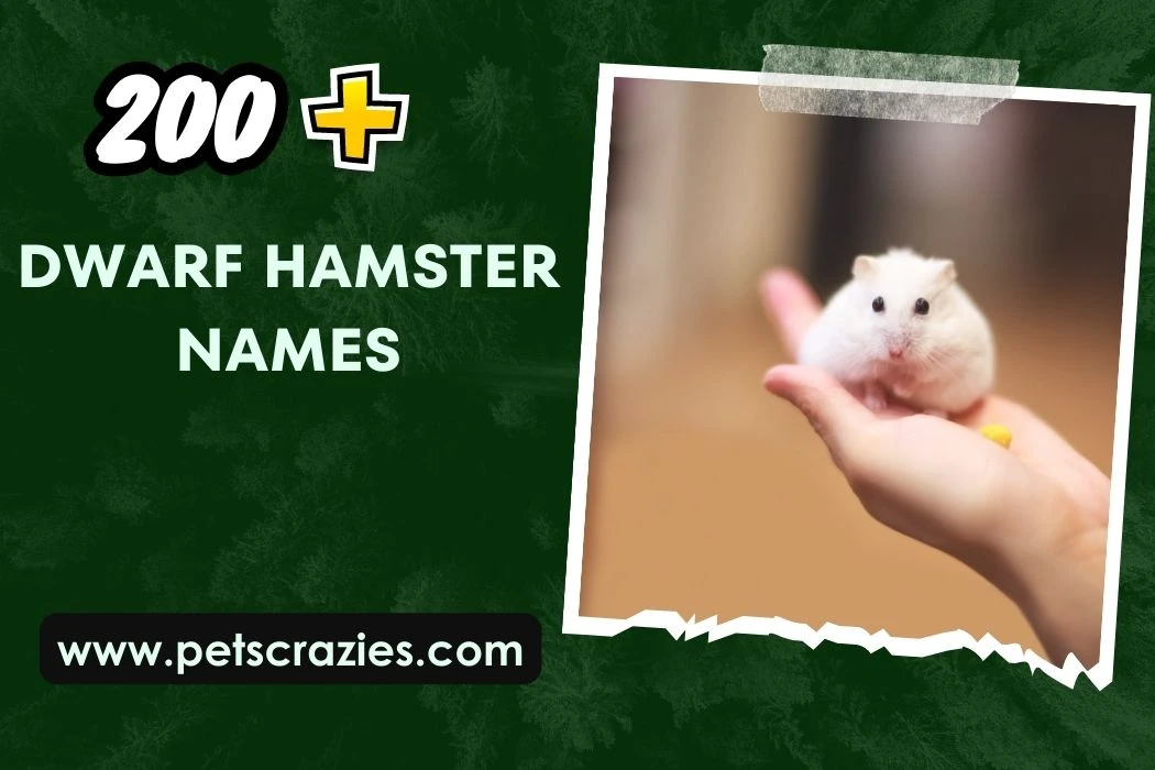 200+ Dwarf Hamster Names (Unique Picks for Tiny Pals)