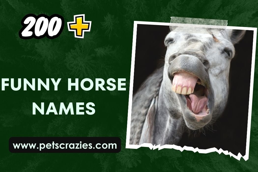 200-funny-horse-names-unbridled-laughter-awaits-you