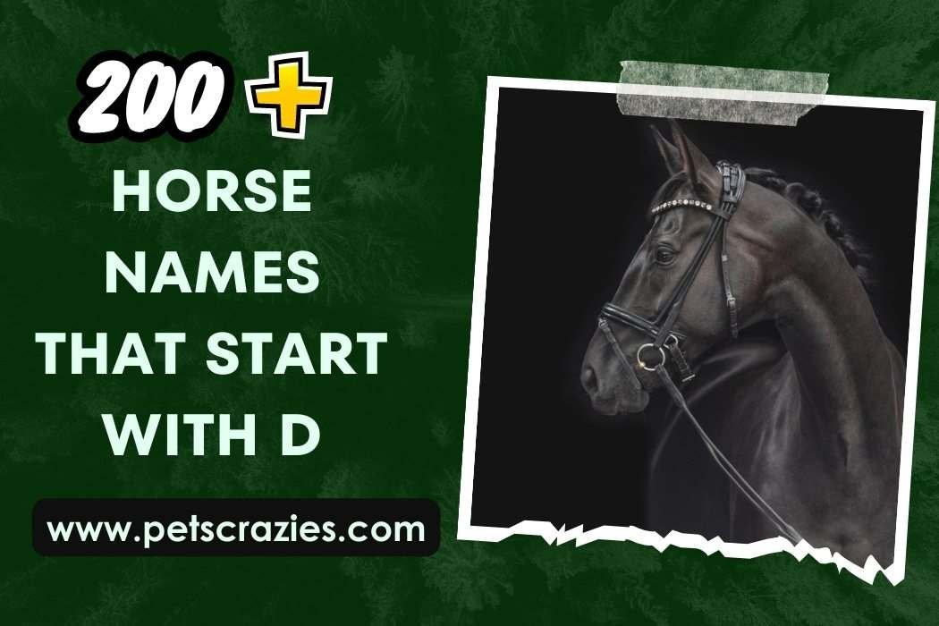 Horse Names That Start With D