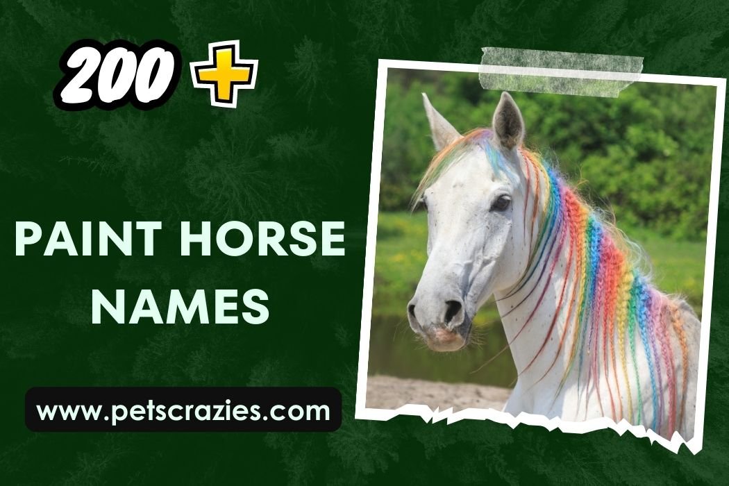 200-paint-horse-names-for-your-four-legged-artist