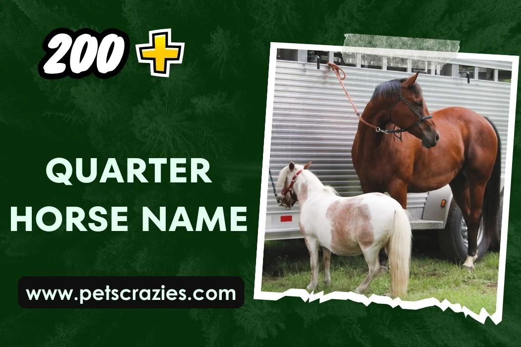 Quarter Horse Name