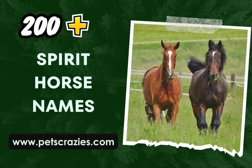 200+ Spirit Horse Names (Unleash the Magic)