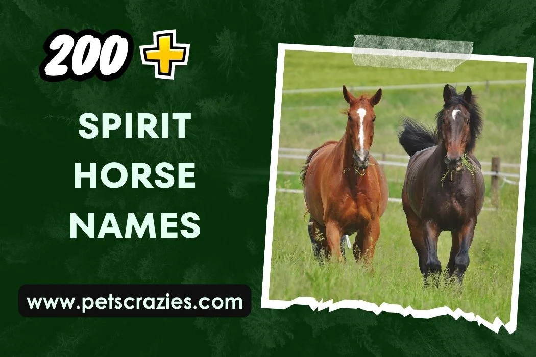 Spirit Horse Names