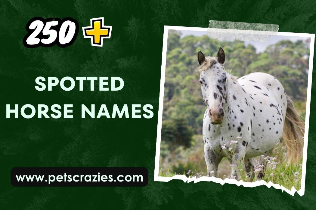 Spotted Horse Names (250+ Unique Ideas)