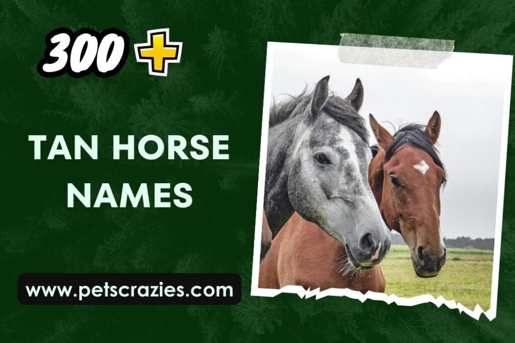 Tan Horse Names: The Complete List of Classy and Cool Options