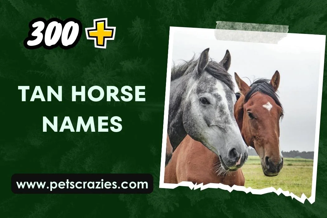 Tan Horse Names