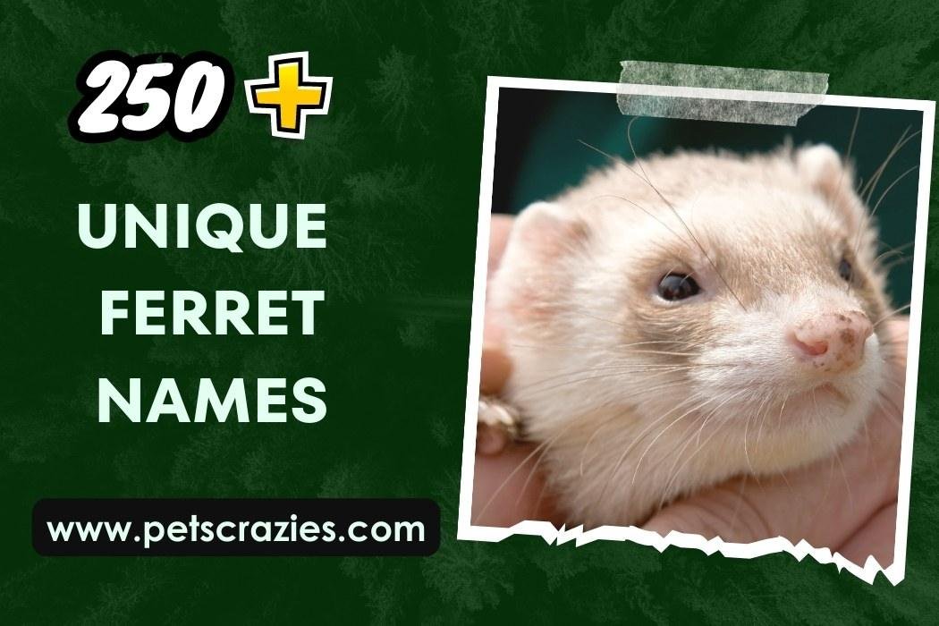 250-ferret-names-funny-cute-unique-names