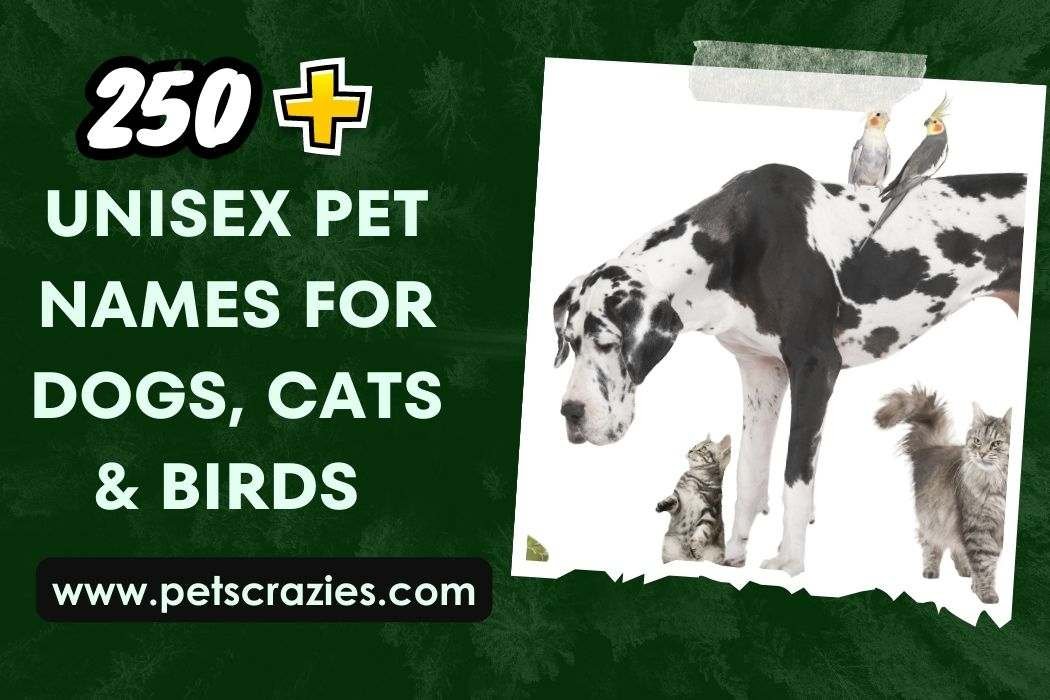 Unisex Pet Names For Dogs, Cats & Birds