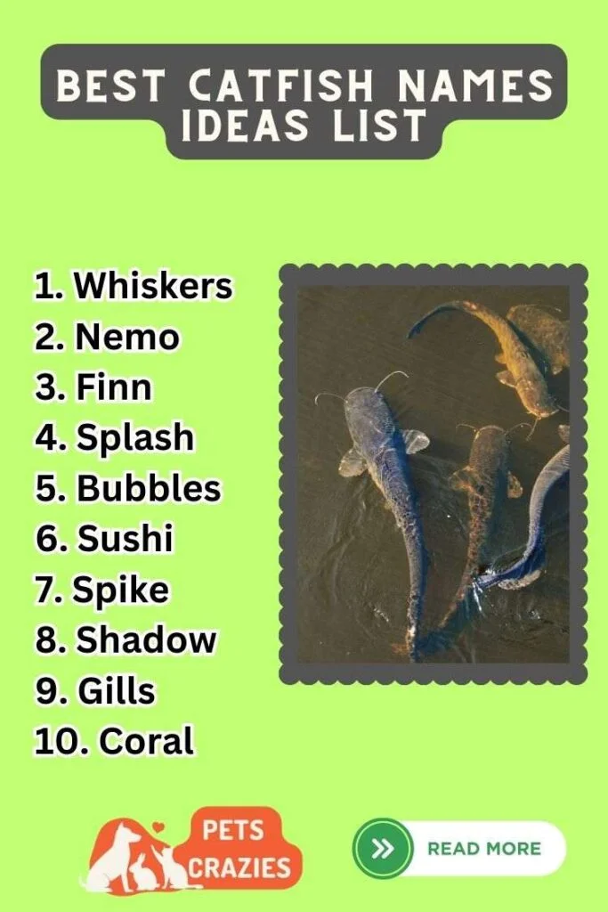 Best Catfish Names Ideas List