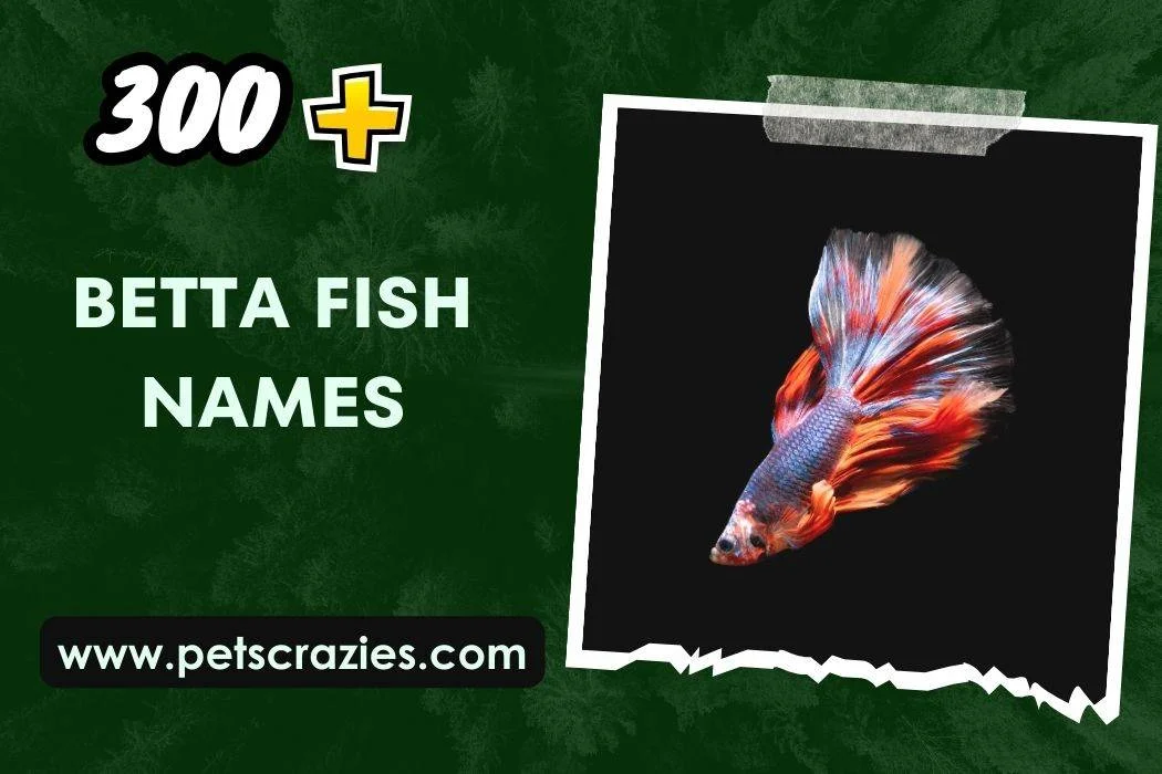 Betta Fish Names