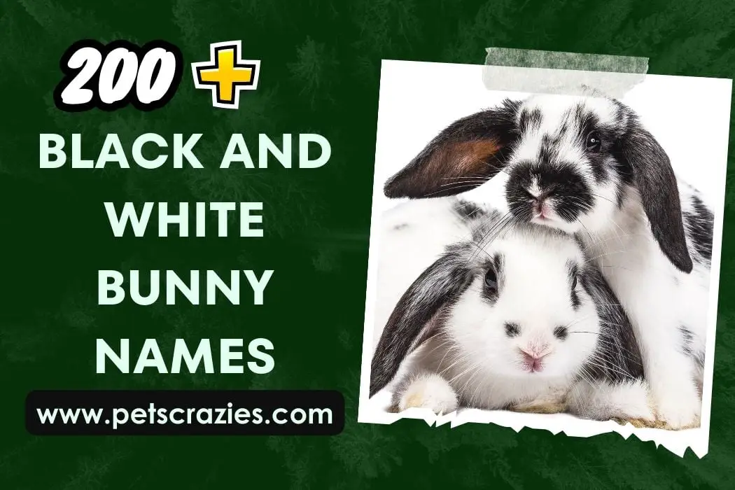 Black And White Bunny Names 