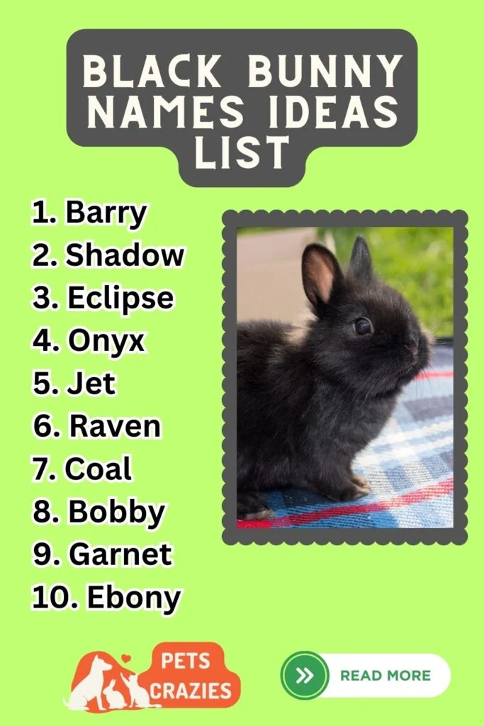 Black Bunny Names Ideas List